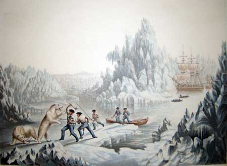 Nelson attacking bear